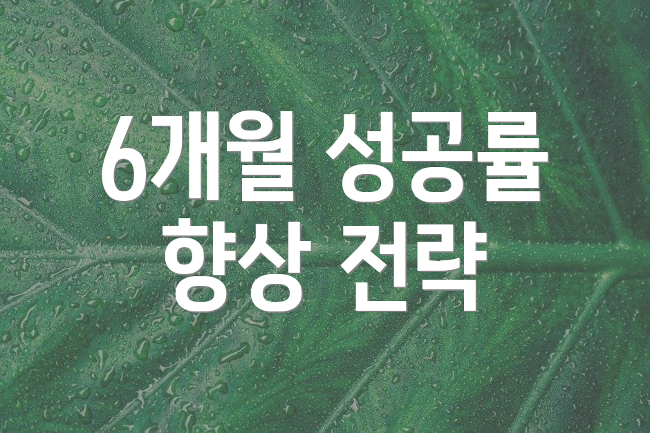 6개월 성공률 향상 전략