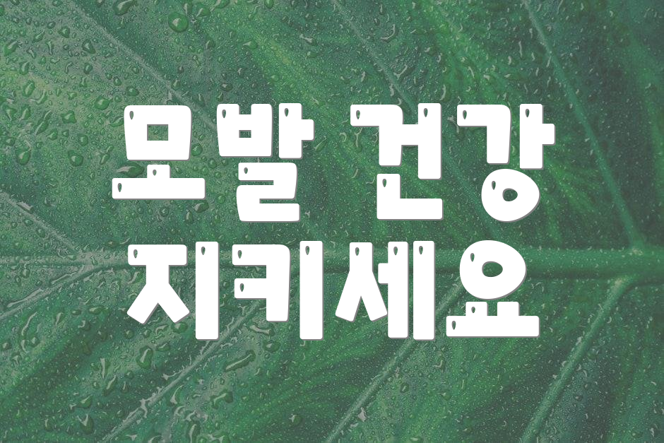 모발 건강 지키세요